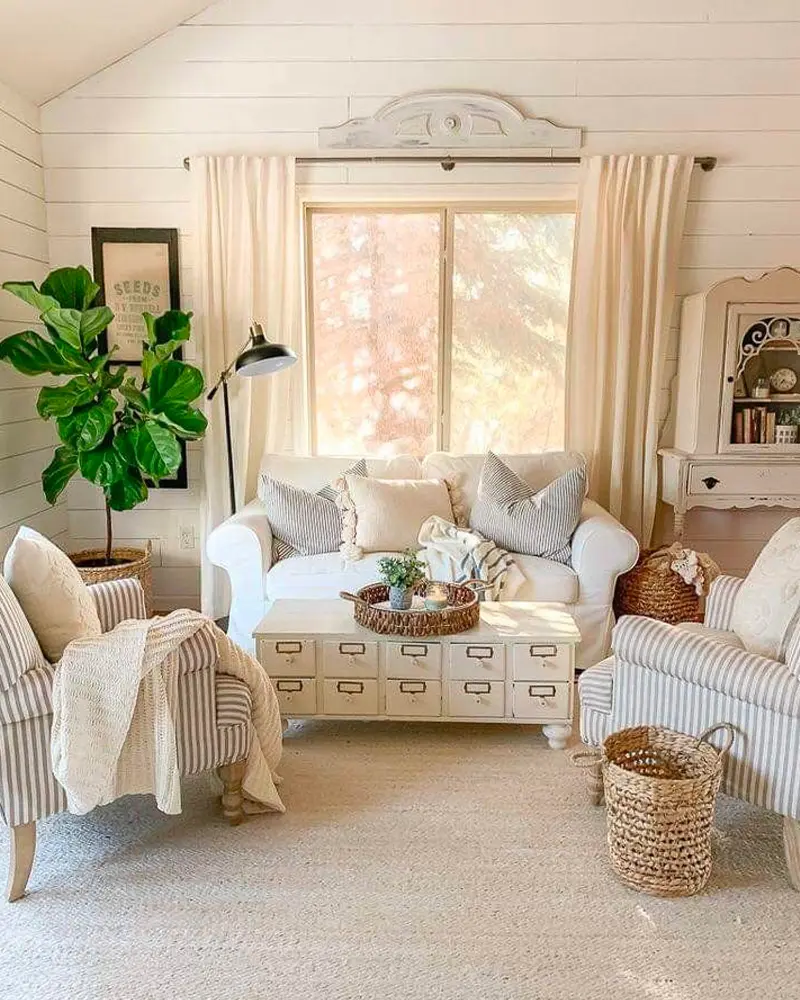 Shiplap walls, striped armchairs, a white sofa and a fiddle leaf fig by the window
