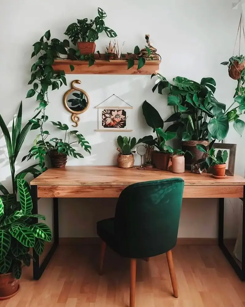Wood desk with a green velvet chair surrounded by houseplants on shelves