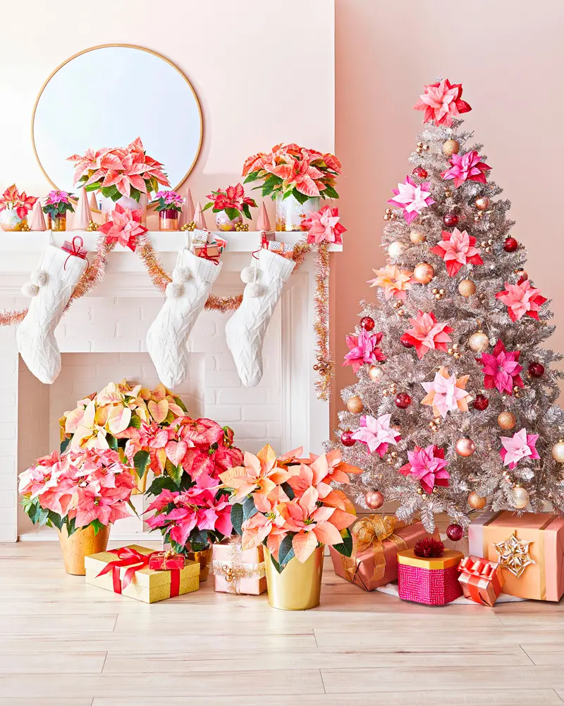 Pink and peach poinsettias in gold pots around a Christmas tree decorated with pink flowers, with white stockings on the mantel